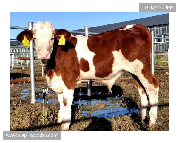 欧博ABG官网代理最新政策解析及合作流程详解 欧博ABG官网代理最新政策解析及合作流程详解